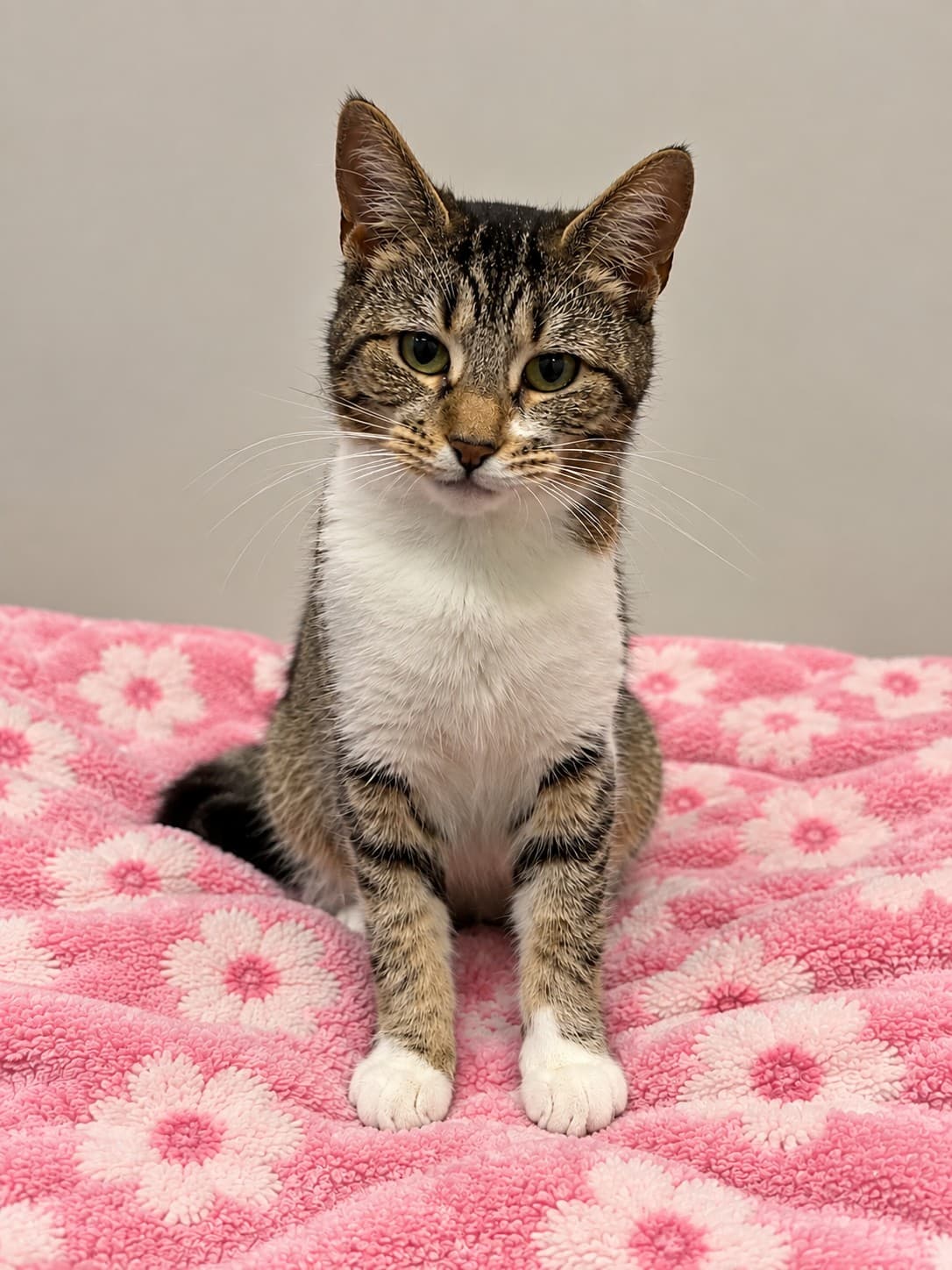 Kristy - Domestic Short Hair / Oriental Shorthair cat available for adoption in Sydney