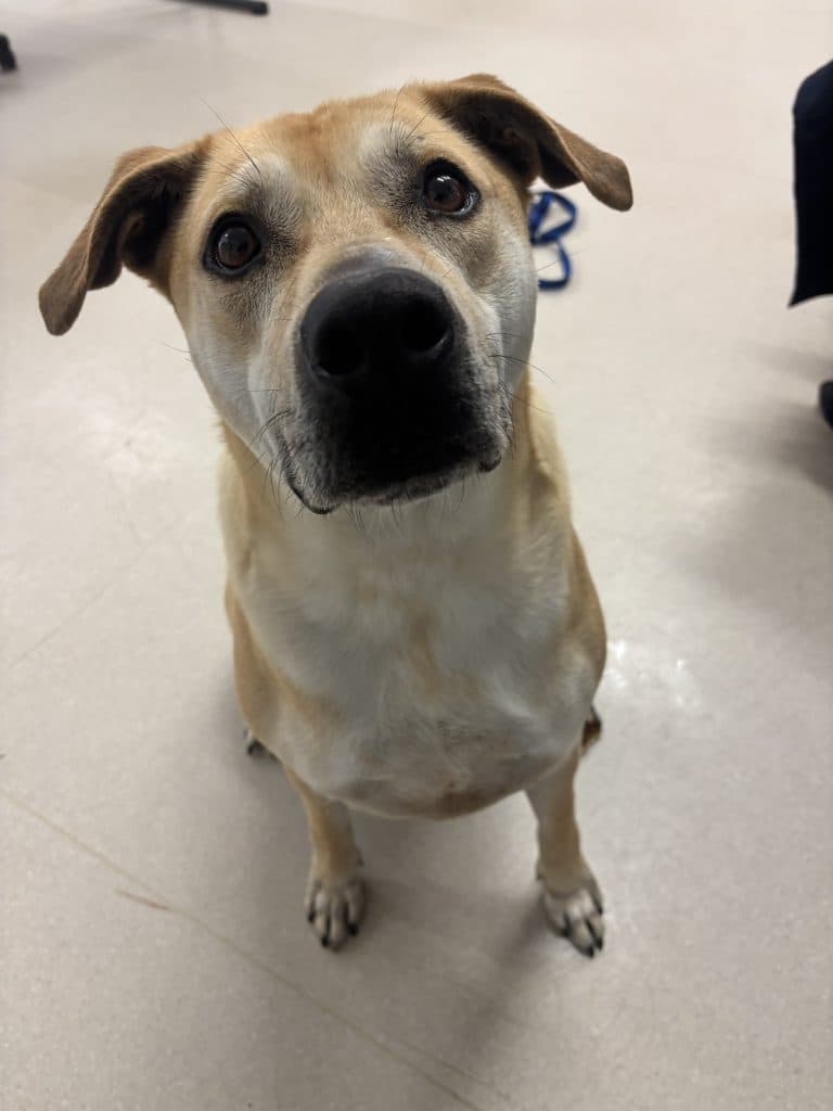 Scooby - Rhodesian Ridgeback / Labrador Retriever available for adoption in Sydney