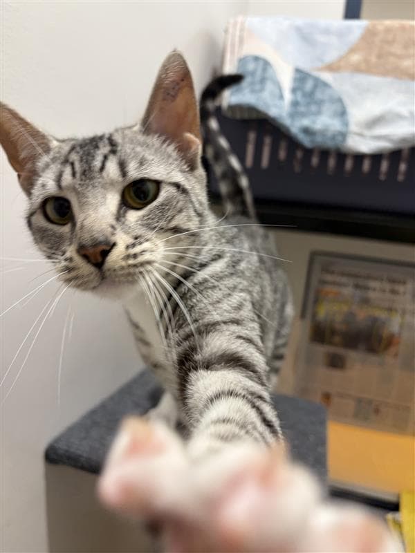 Persephone - Domestic Short Hair available for adoption in Wollongong