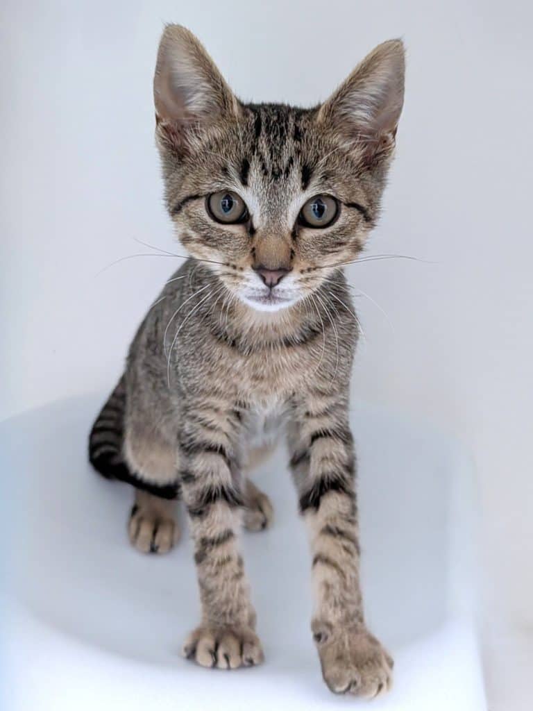 Remy - Domestic Short Hair cat available for adoption at RSPCA NSW in Penrith