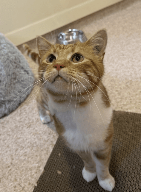 JT - Domestic Short Hair available for adoption in Central Coast