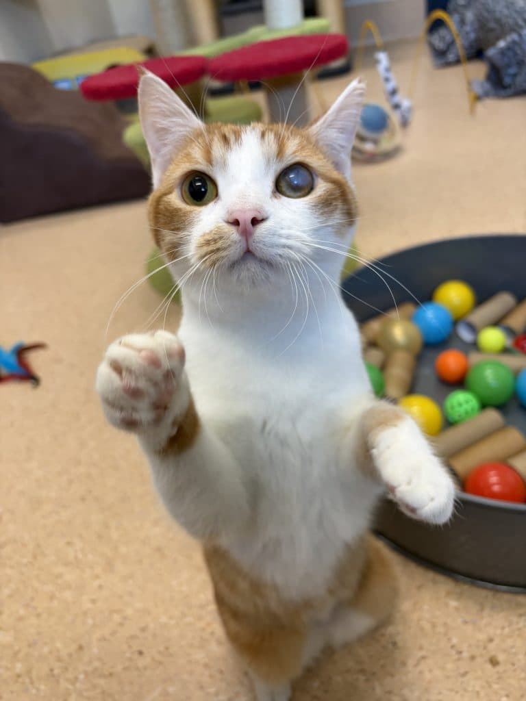 Baby Gingy - Domestic Short Hair cat available for adoption at RSPCA NSW in Sydney