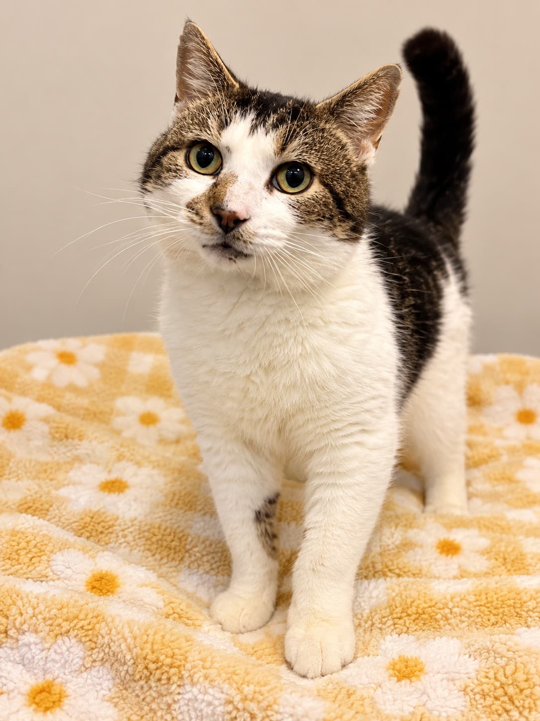 Billy - Domestic Short Hair cat available for adoption in Sydney