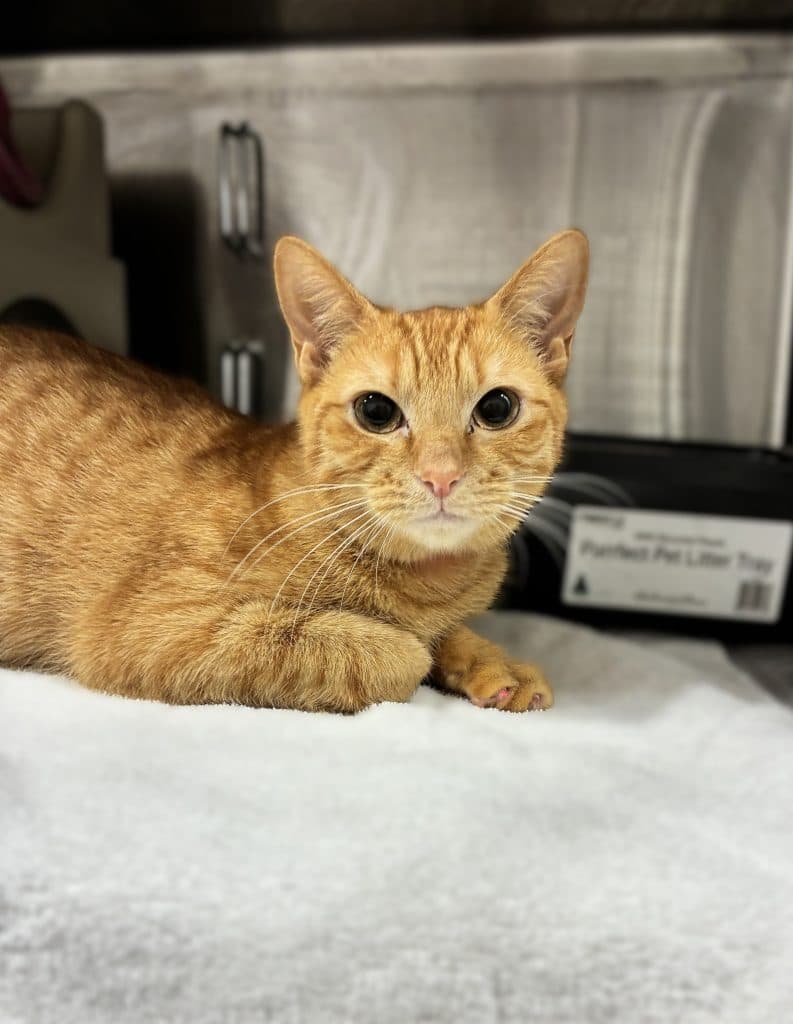 Isabella - Domestic Short Hair cat available for adoption at RSPCA NSW in Sydney
