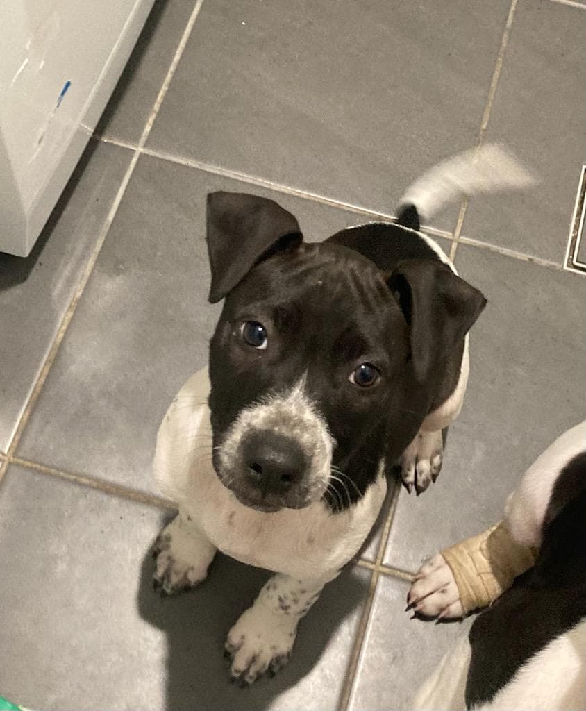 Grace - Staffordshire Bull Terrier / Mastiff available for adoption at RSPCA NSW in Sydney