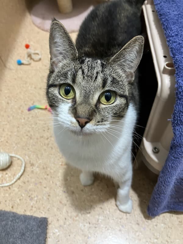 Autumn - Domestic Short Hair cat available for adoption at RSPCA NSW in Sydney
