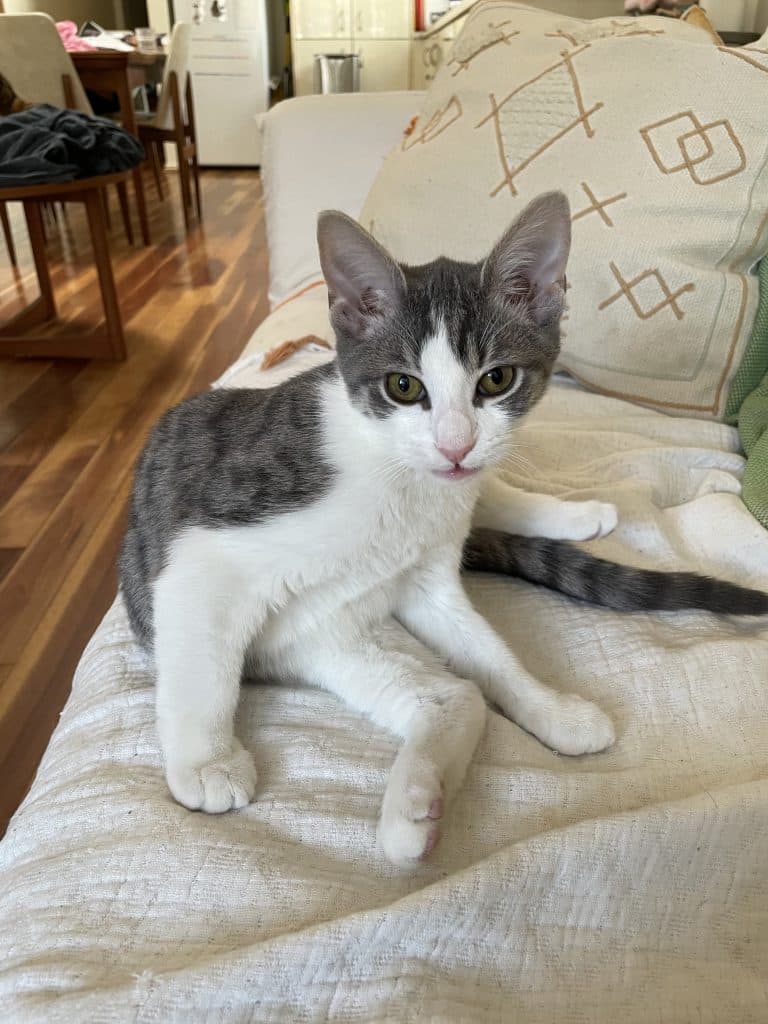 Cody - Domestic Short Hair cat available for adoption at RSPCA NSW in Sydney