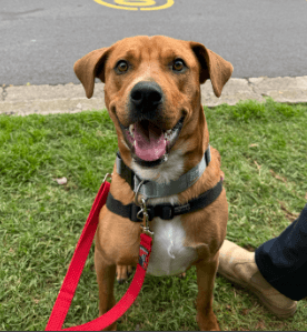 Bruno - Mastiff / American Staffordshire Terrier available for adoption in Sydney