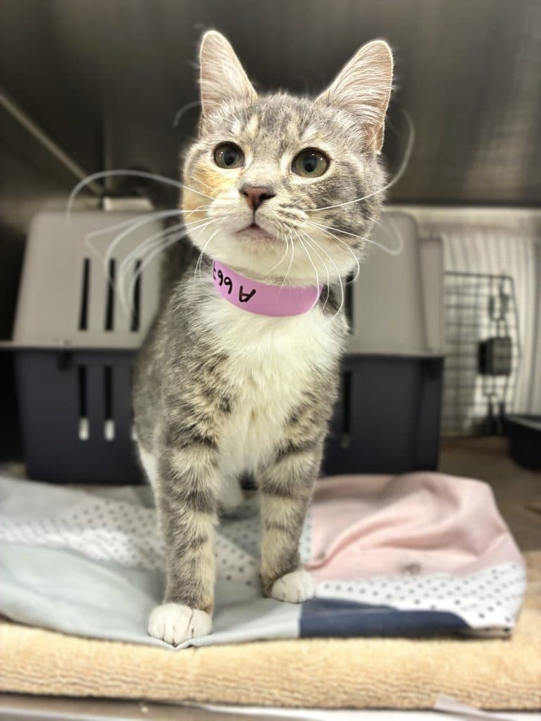 Cookie - Domestic Short Hair available for adoption in Nsw