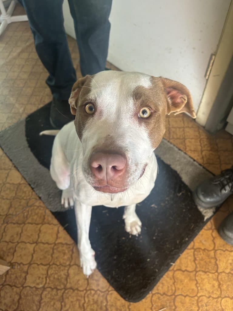 Indra - Australian Cattle Dog / Pointer available for adoption in Sydney