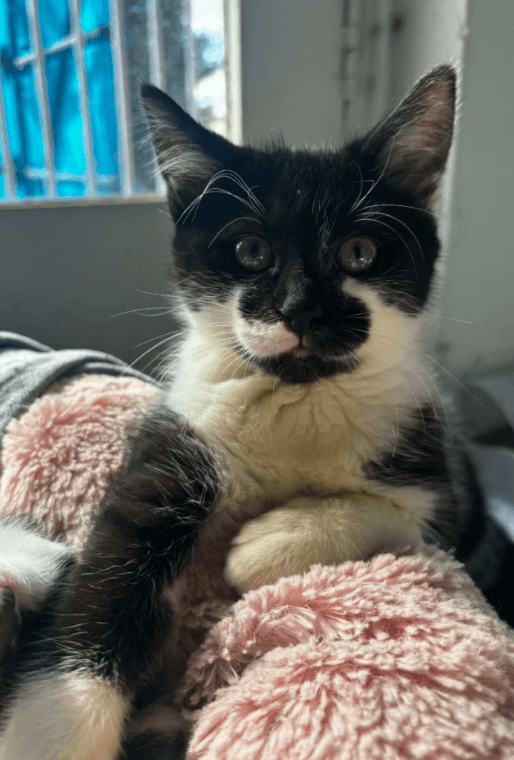 Mash - Domestic Short Hair cat available for adoption in Sydney