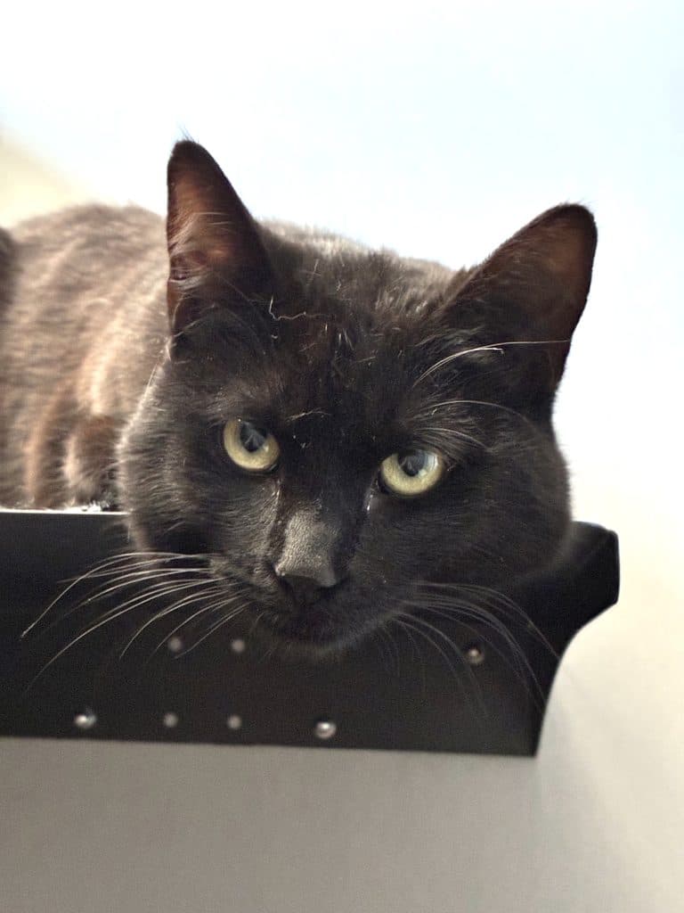 Frankie - Domestic Short Hair cat available for adoption at RSPCA NSW in Sydney