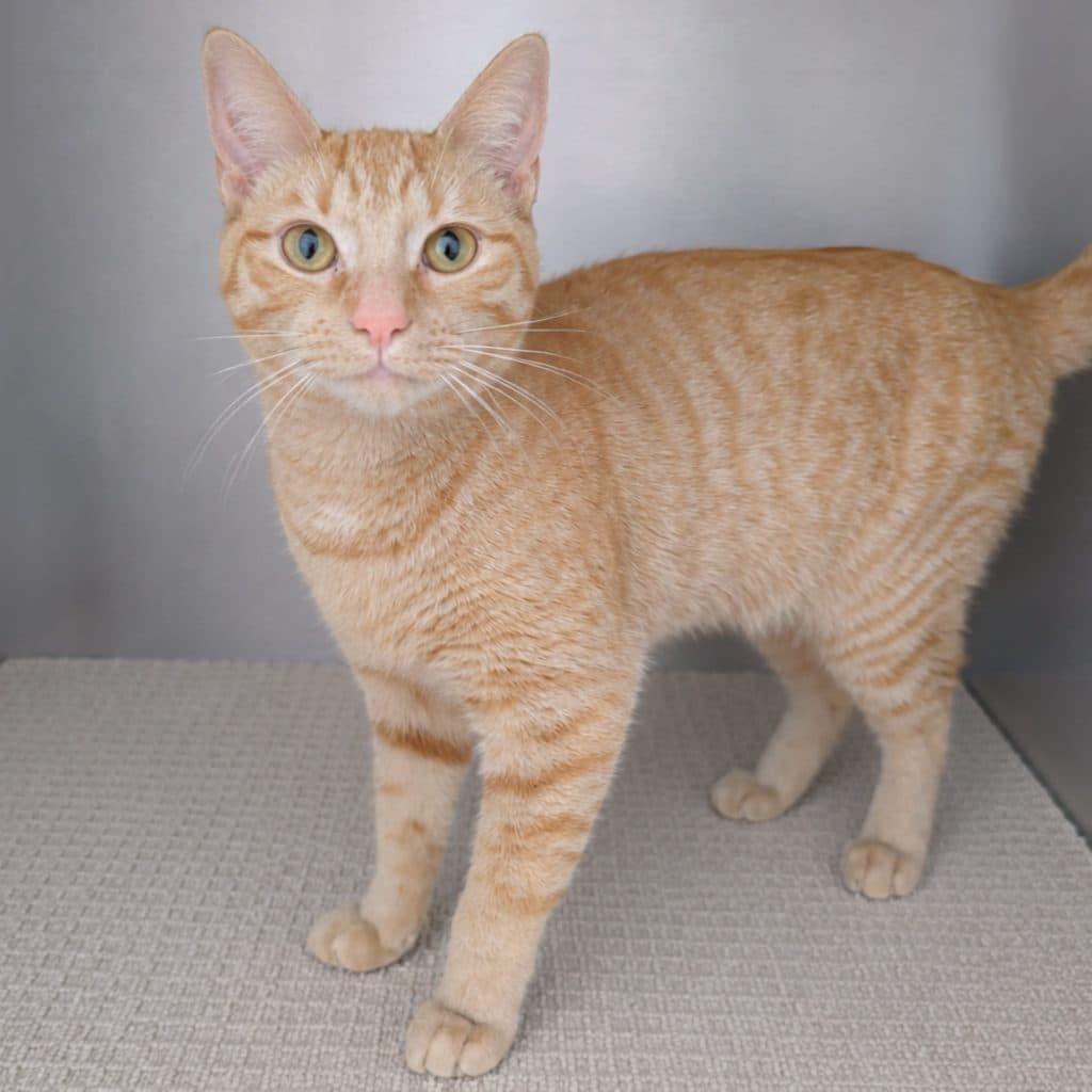 Peanut - Domestic Short Hair cat available for adoption at RSPCA NSW in Sydney