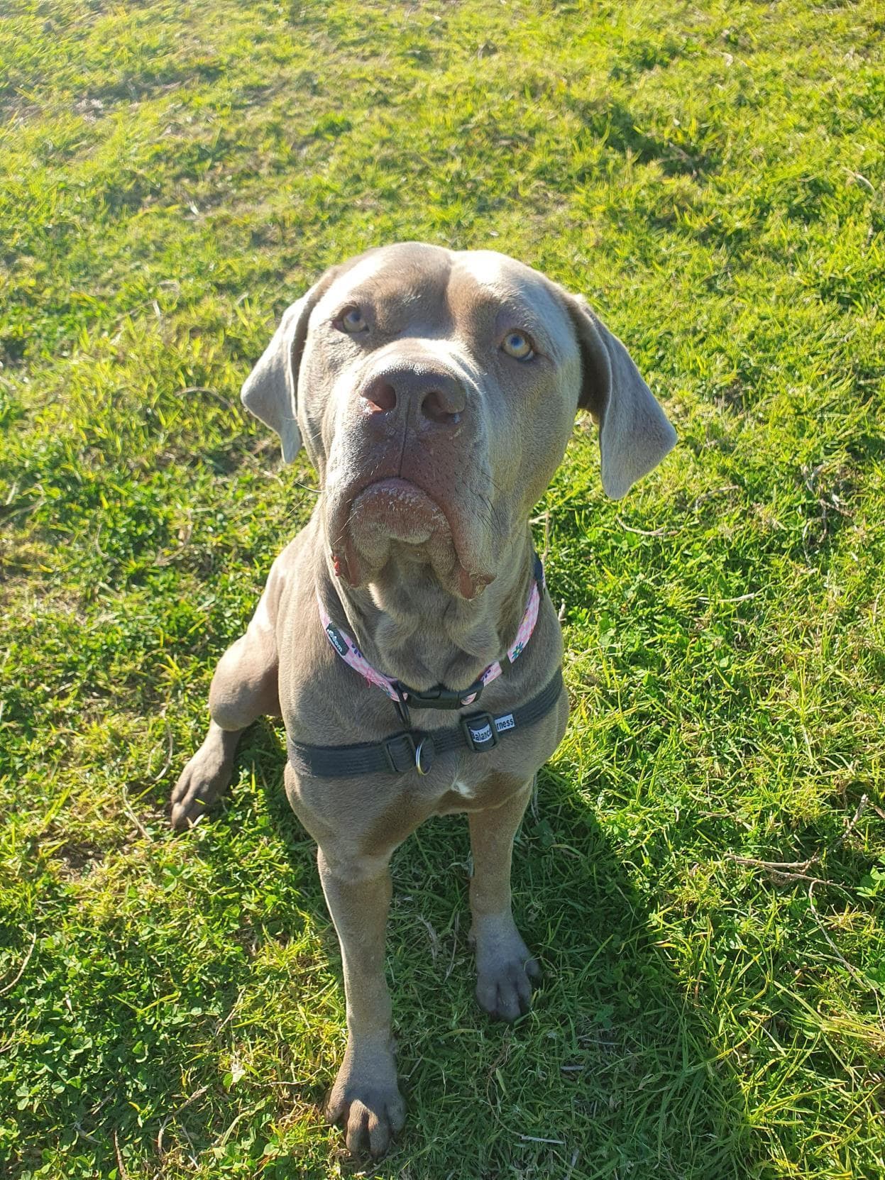 Luna - Cane Corso / Mastiff available for adoption in Sydney