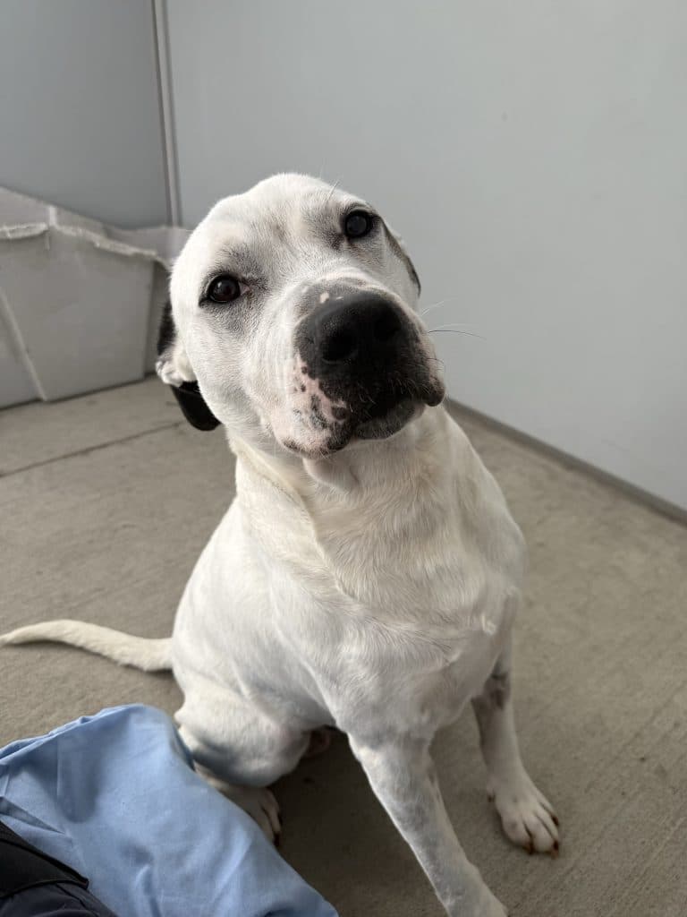 Blue - Staffordshire Bull Terrier available for adoption in Sydney