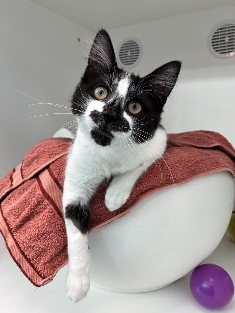 Mowie - Domestic Medium Hair cat available for adoption at RSPCA NSW in Sydney