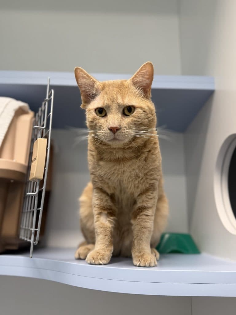Eddie - Domestic Short Hair cat available for adoption in Sydney