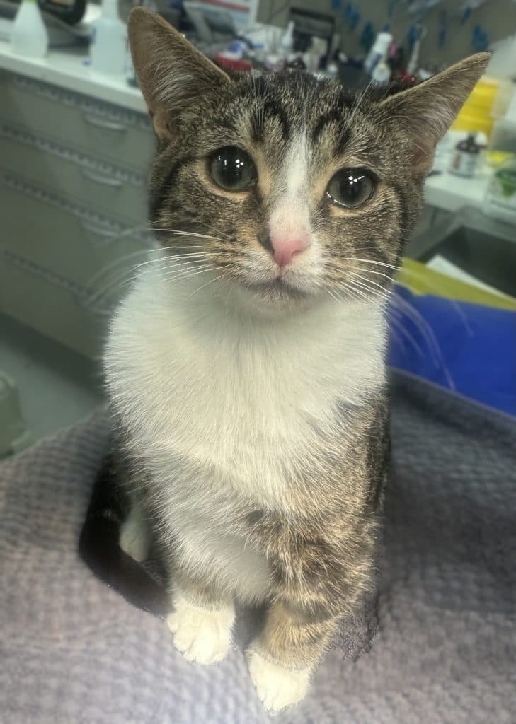 Scout - Domestic Short Hair cat available for adoption at RSPCA NSW in Sydney
