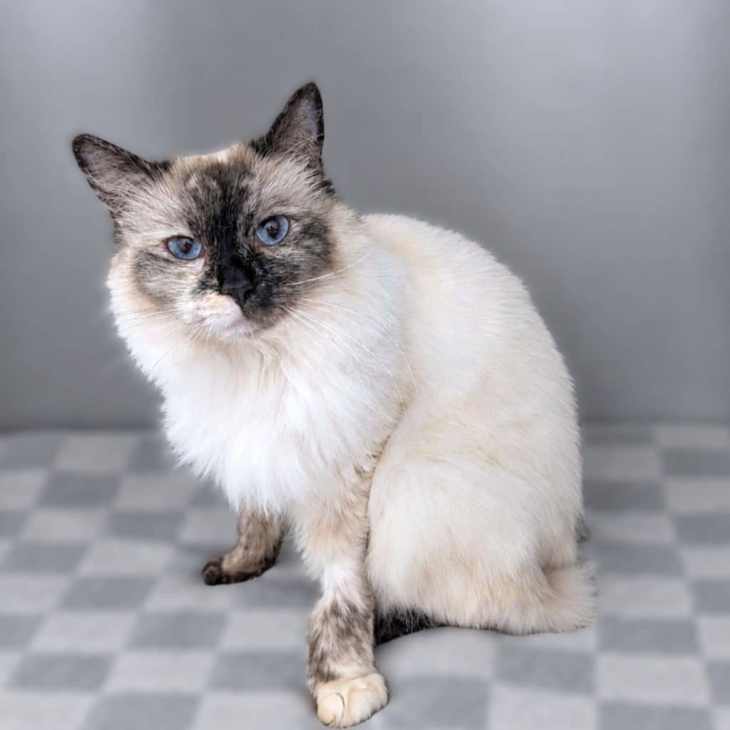 Matilda - Ragdoll cat available for adoption at RSPCA NSW in Sydney