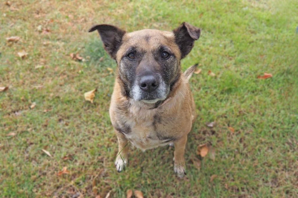 Izzy - American Staffordshire Terrier / Australian Shepherd available for adoption in Coffs Harbour