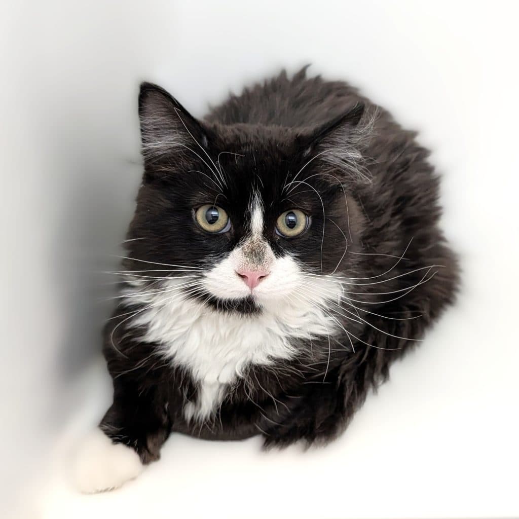 Shadow - Domestic Medium Hair cat available for adoption at RSPCA NSW in Sydney