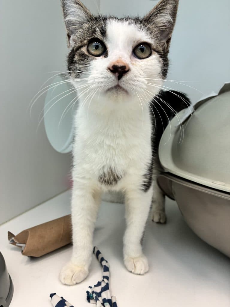Hunter - Domestic Short Hair cat available for adoption at RSPCA NSW in Sydney
