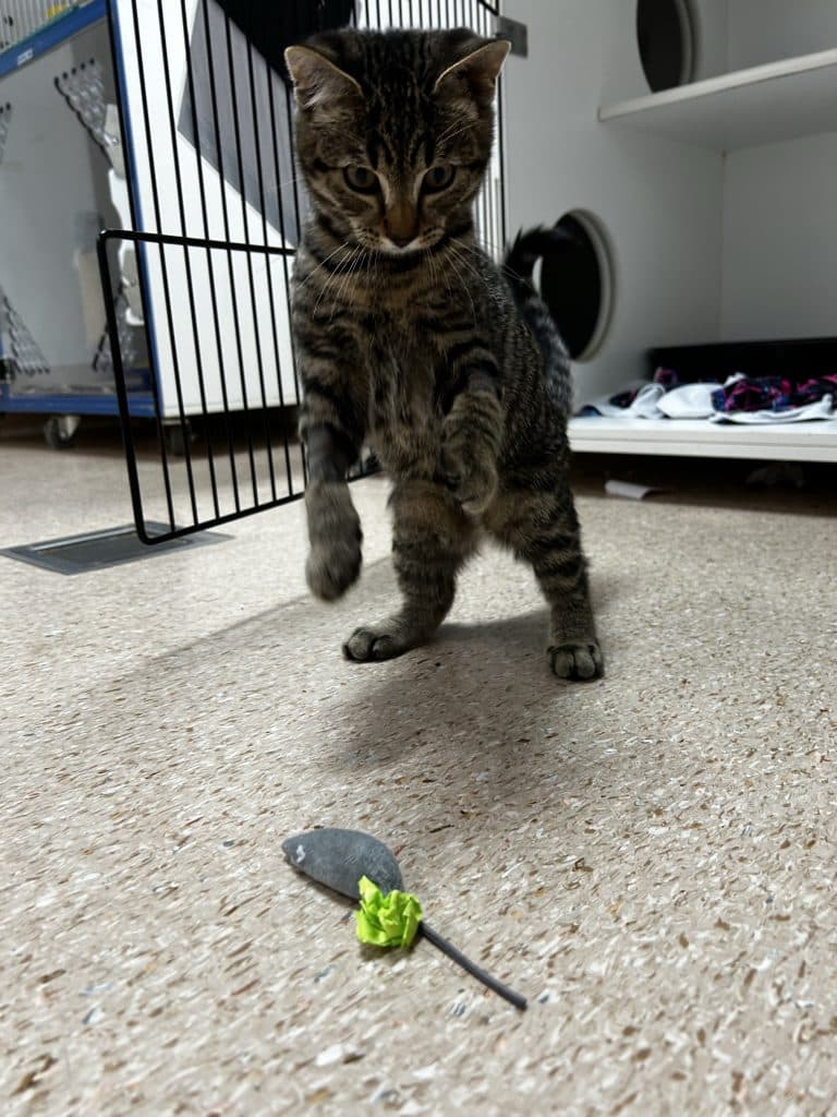 Tucker - Domestic Short Hair cat available for adoption at RSPCA NSW in Newcastle