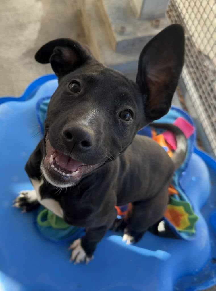 Enoki - American Staffordshire Terrier available for adoption in Sydney