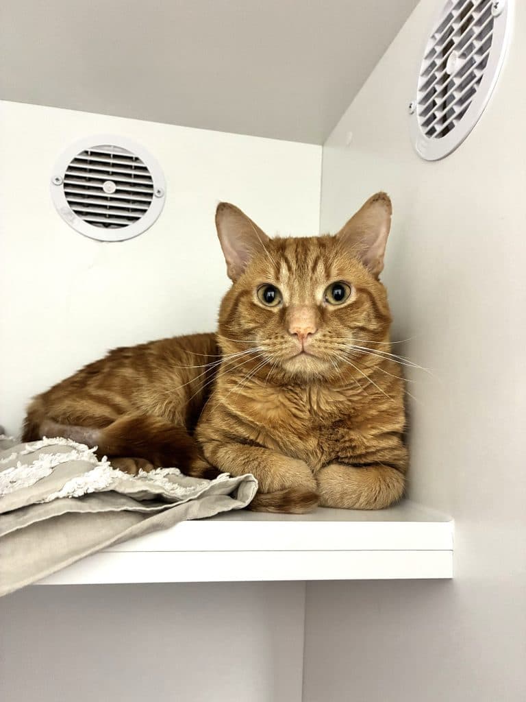 Eric - Domestic Short Hair available for adoption in Sydney