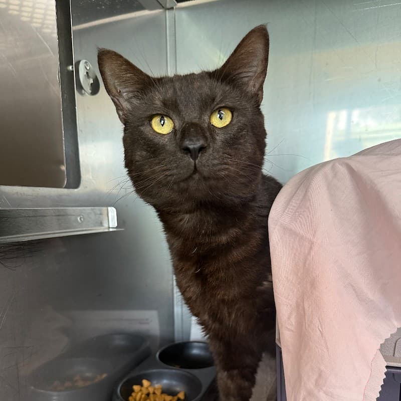 Kingsley - Domestic Short Hair cat available for adoption at RSPCA NSW in Newcastle
