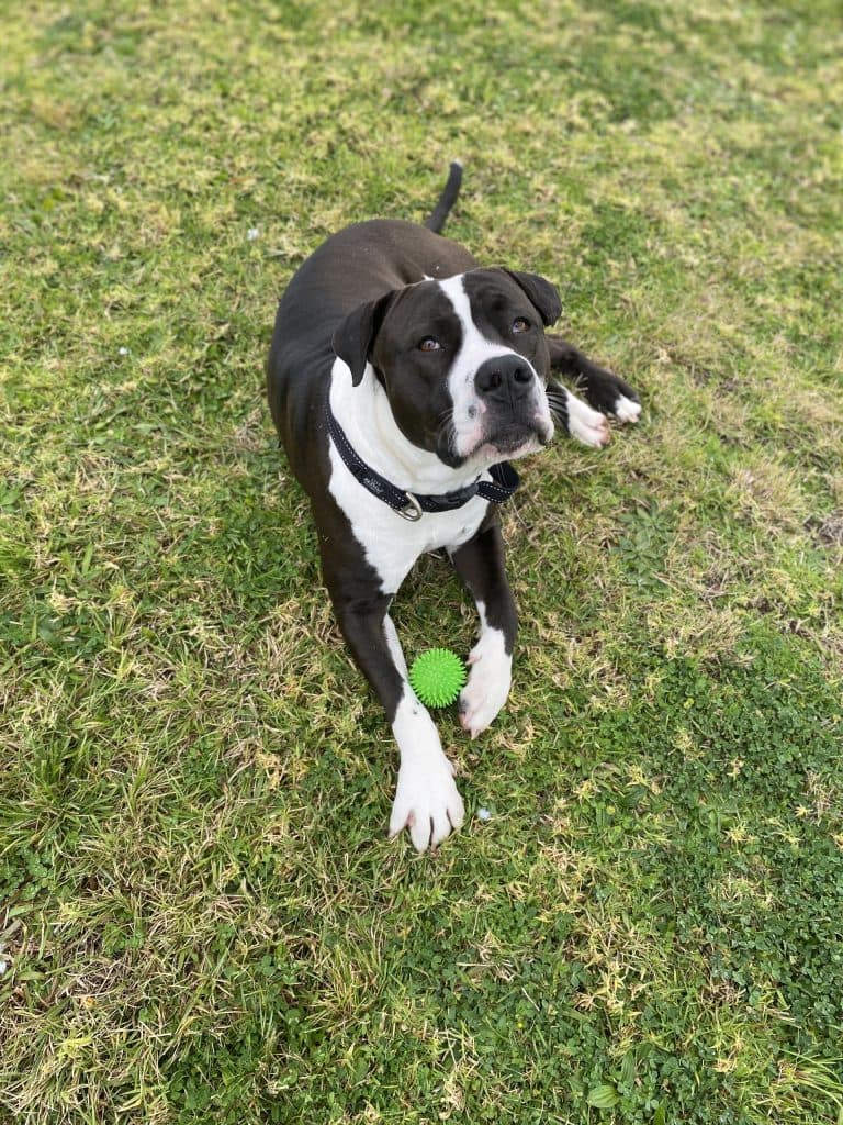 Oden - American Staffordshire Terrier available for adoption in Wollongong