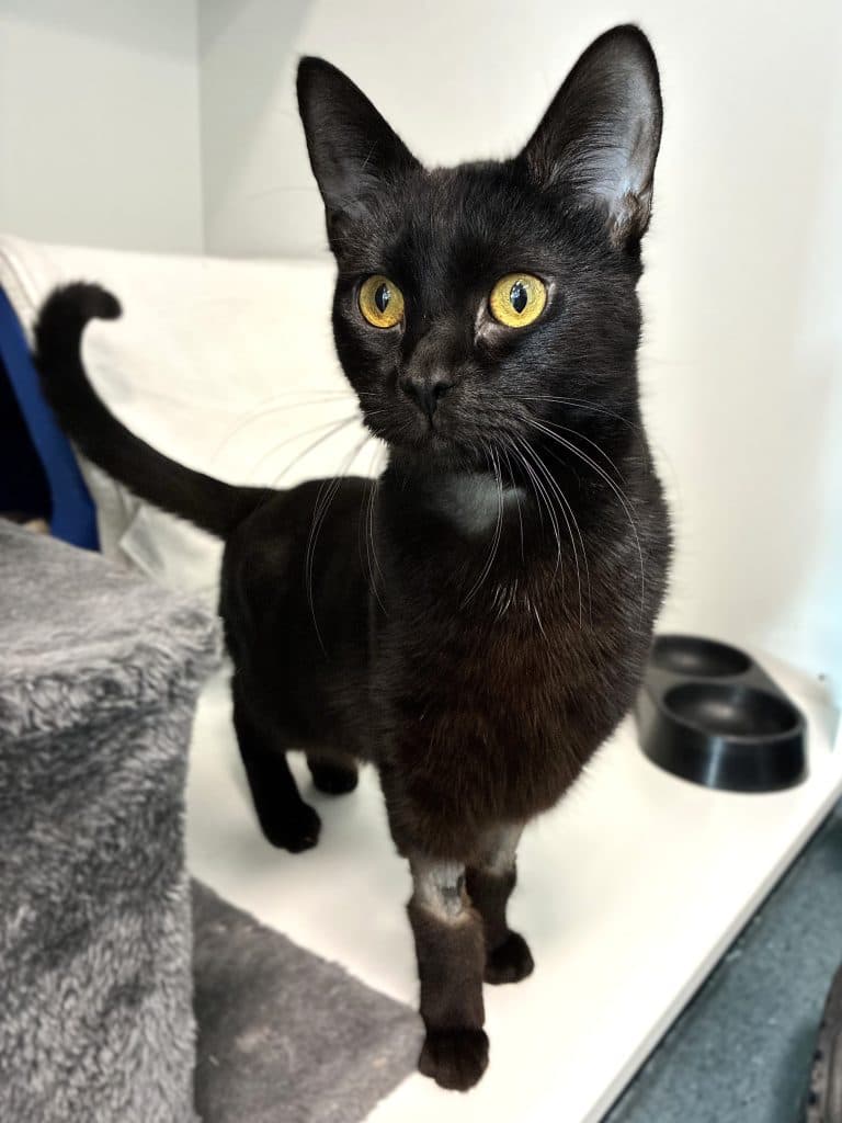 Arnie - Domestic Short Hair cat available for adoption at RSPCA NSW in Sydney