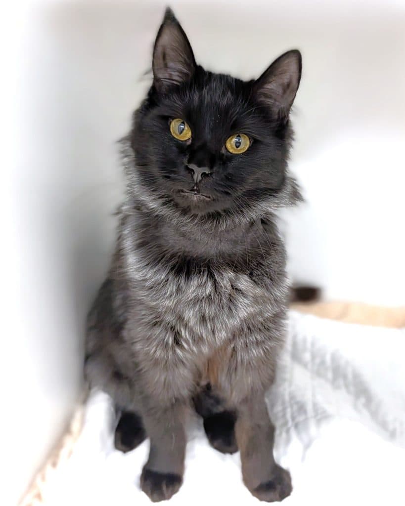 Gia - Domestic Short Hair cat available for adoption at RSPCA NSW in Sydney