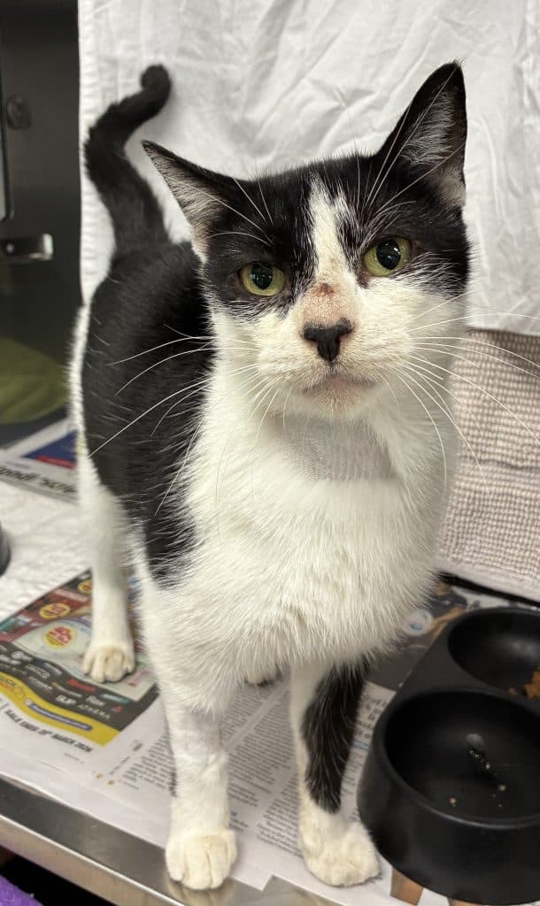 Bindi - Domestic Short Hair cat available for adoption at RSPCA NSW in Sydney