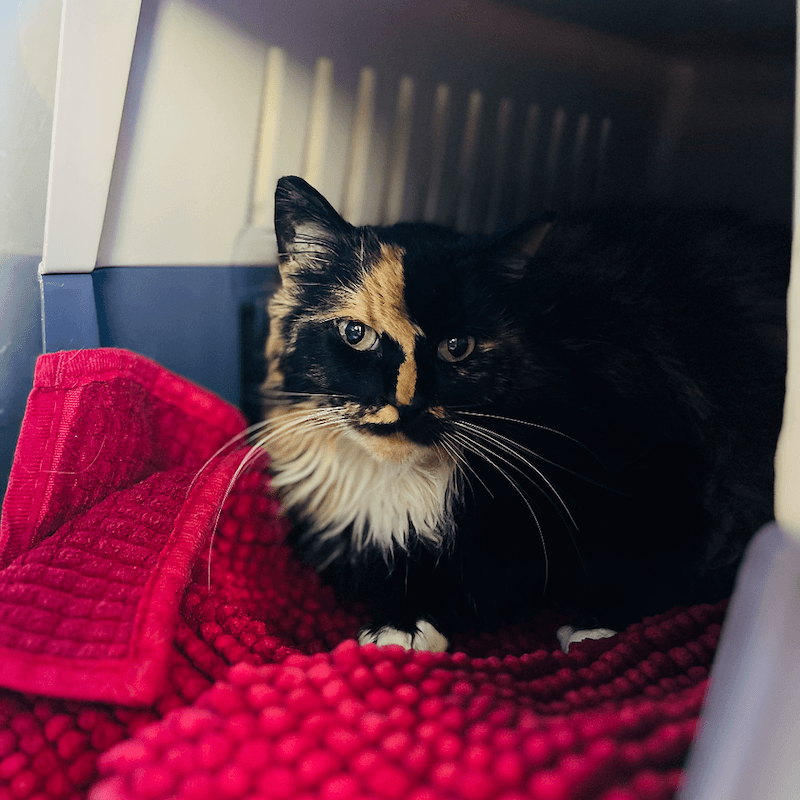 Bella - Domestic Longhair cat available for adoption at RSPCA NSW in Wollongong