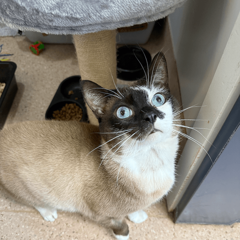 Marshmallow - Snowshoe / Siamese cat available for adoption at RSPCA NSW in Sydney