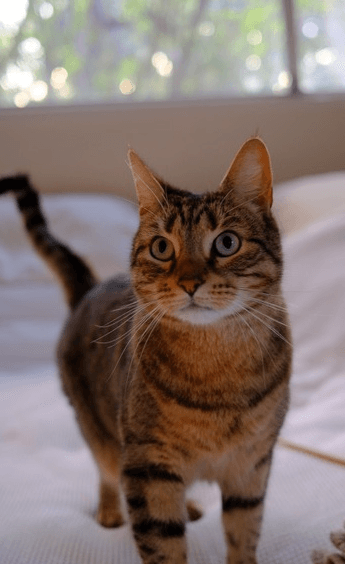 Luna - Domestic Short Hair cat available for adoption at RSPCA NSW in Sydney