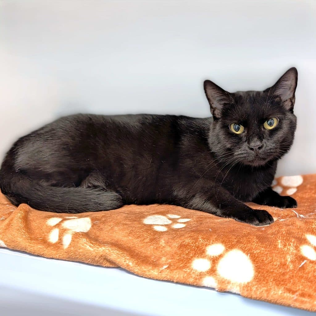 Mamma Luna - Domestic Short Hair cat available for adoption at RSPCA NSW in Sydney