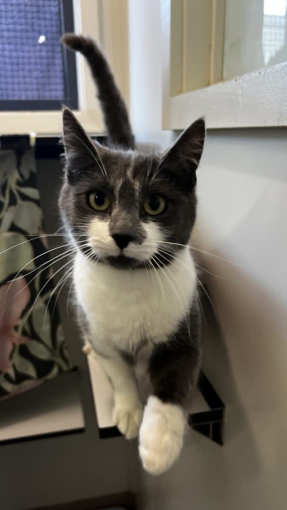 Lois - Domestic Short Hair cat available for adoption at RSPCA NSW in Sydney
