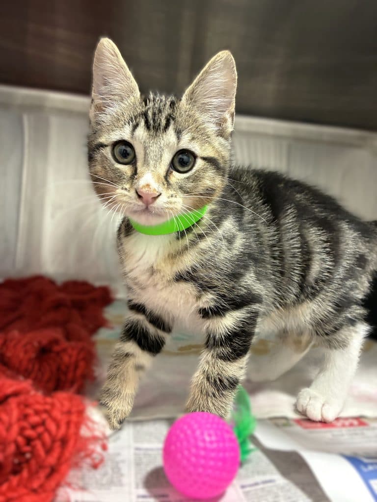 Winky - Domestic Short Hair cat available for adoption at RSPCA NSW in Sydney