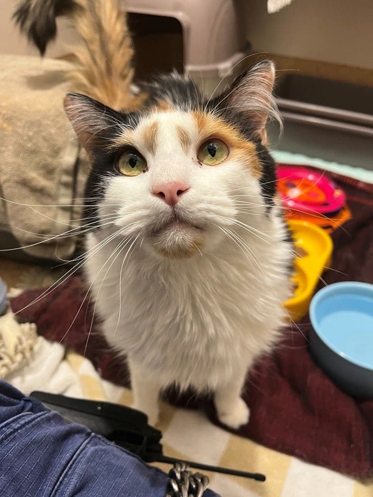 Ruby - Domestic Longhair cat available for adoption at RSPCA NSW in Sydney
