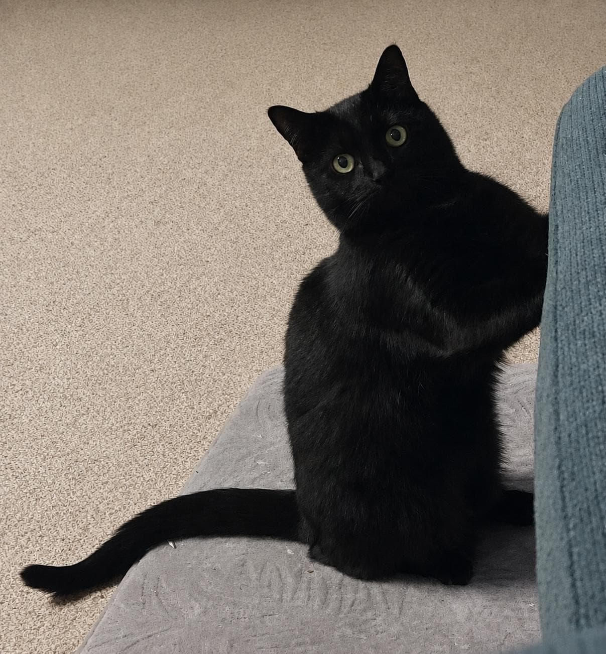 MJ - Domestic Short Hair / Ragdoll cat available for adoption in Coffs Harbour