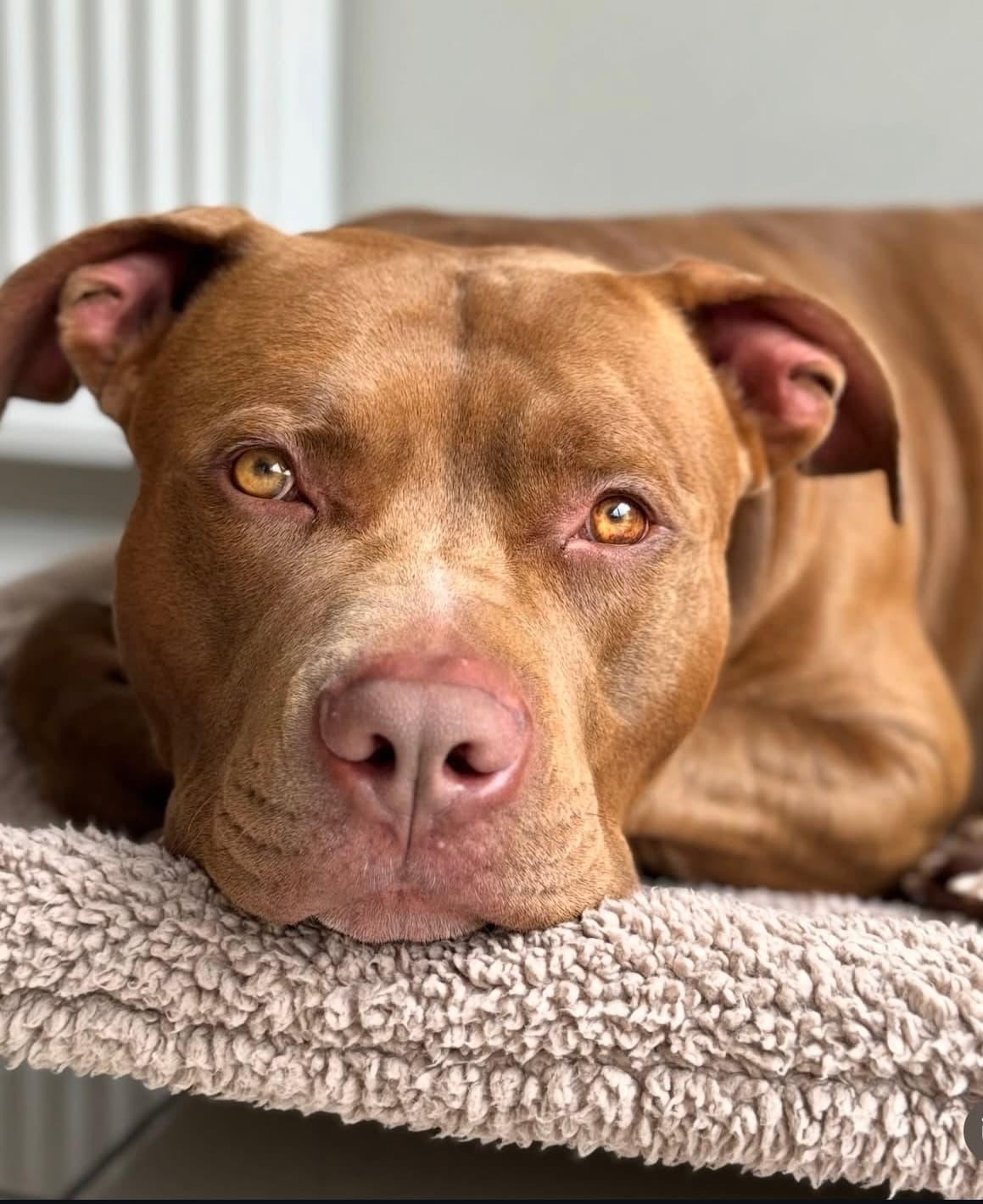 Idaho - American Staffordshire Terrier available for adoption in Sydney