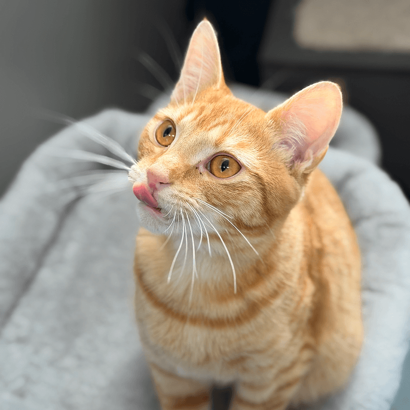 Cat Stevens - Domestic Short Hair cat available for adoption at RSPCA NSW in Sydney