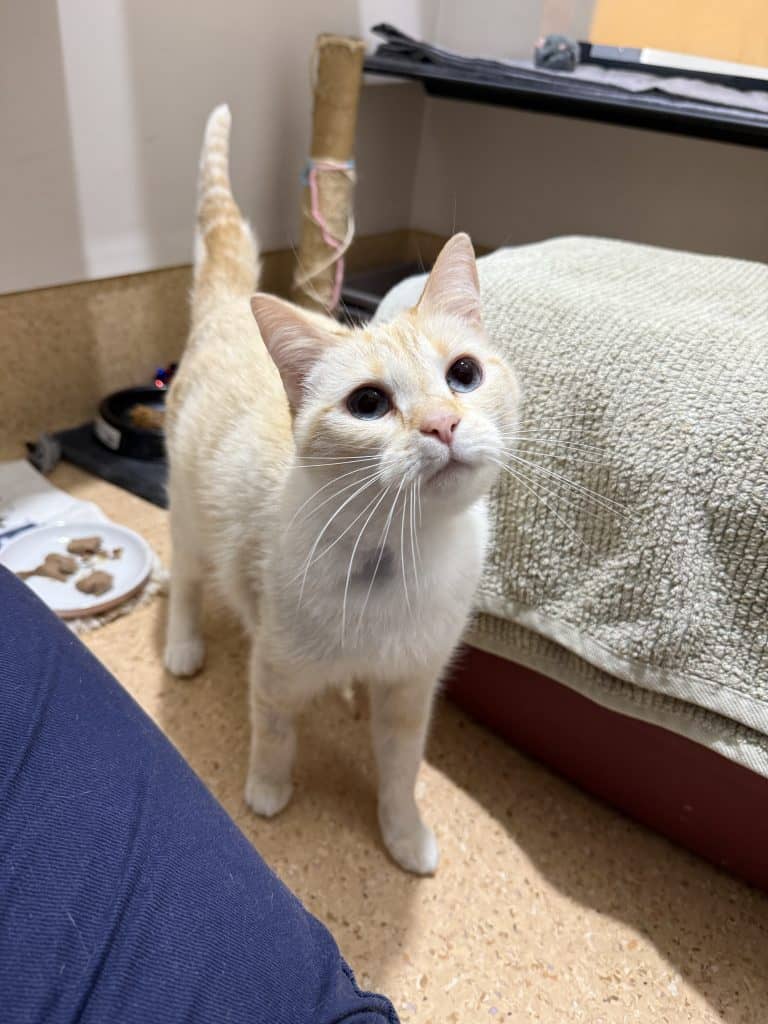 Alfie - Burmilla cat available for adoption at RSPCA NSW in Wollongong