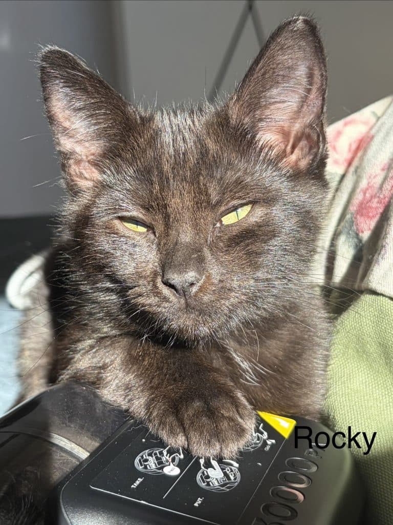 Rocky - Domestic Short Hair cat available for adoption at RSPCA NSW in Sydney
