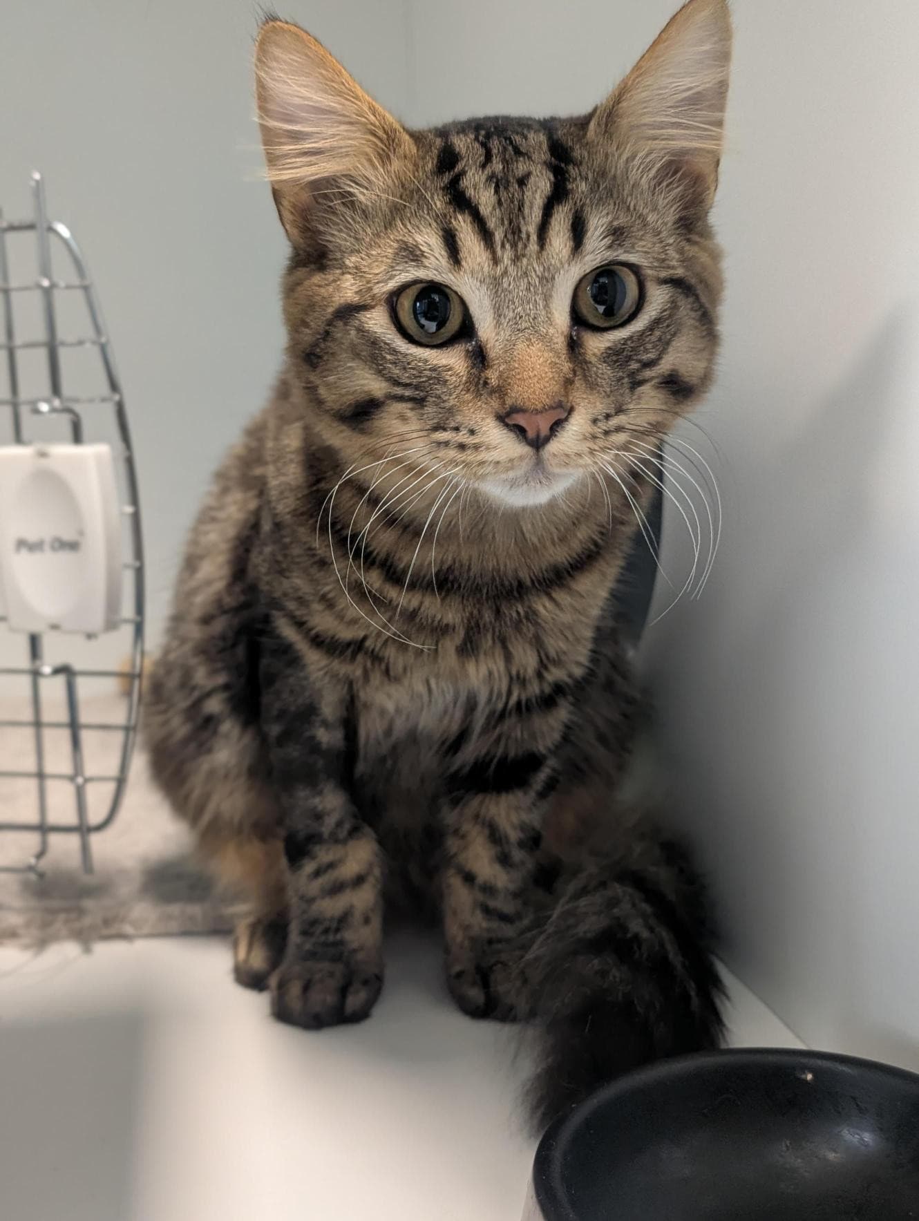 Raisin - Domestic Medium Hair cat available for adoption at RSPCA NSW in Sydney