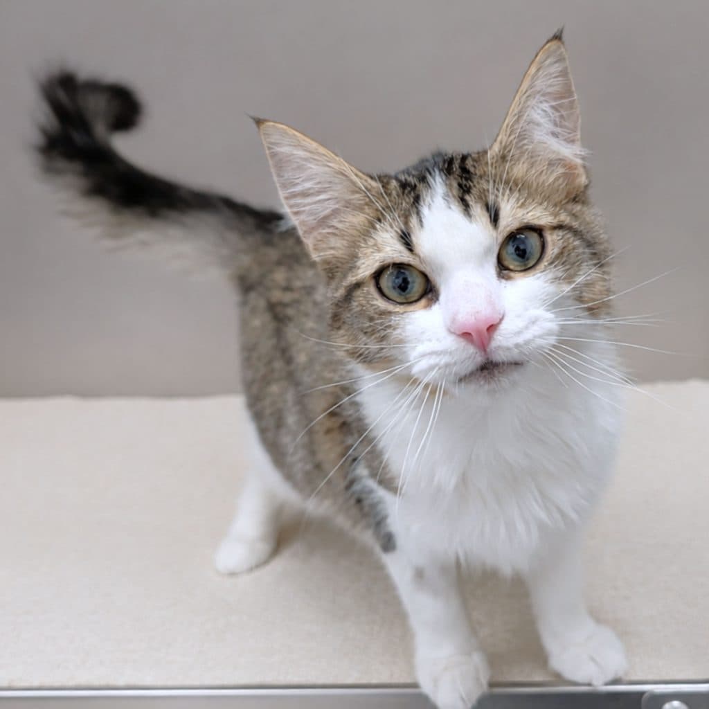 Louis - Domestic Medium Hair / Domestic Short Hair cat available for adoption at RSPCA NSW in Sydney