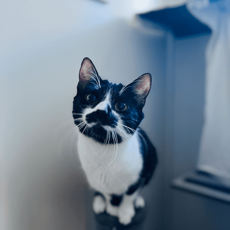 Nala - Domestic Short Hair cat available for adoption at RSPCA NSW in Newcastle