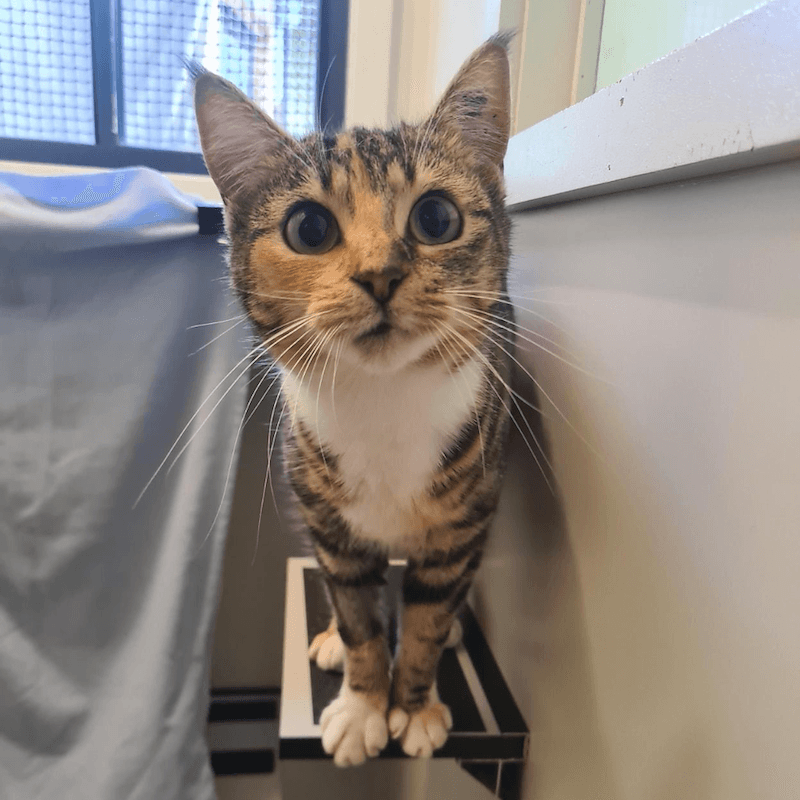 Autumn - Domestic Short Hair cat available for adoption at RSPCA NSW in Sydney